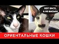 Ориентальная Кошка. Коротко о Породе Ориентальный Кот.Приколы с Котом