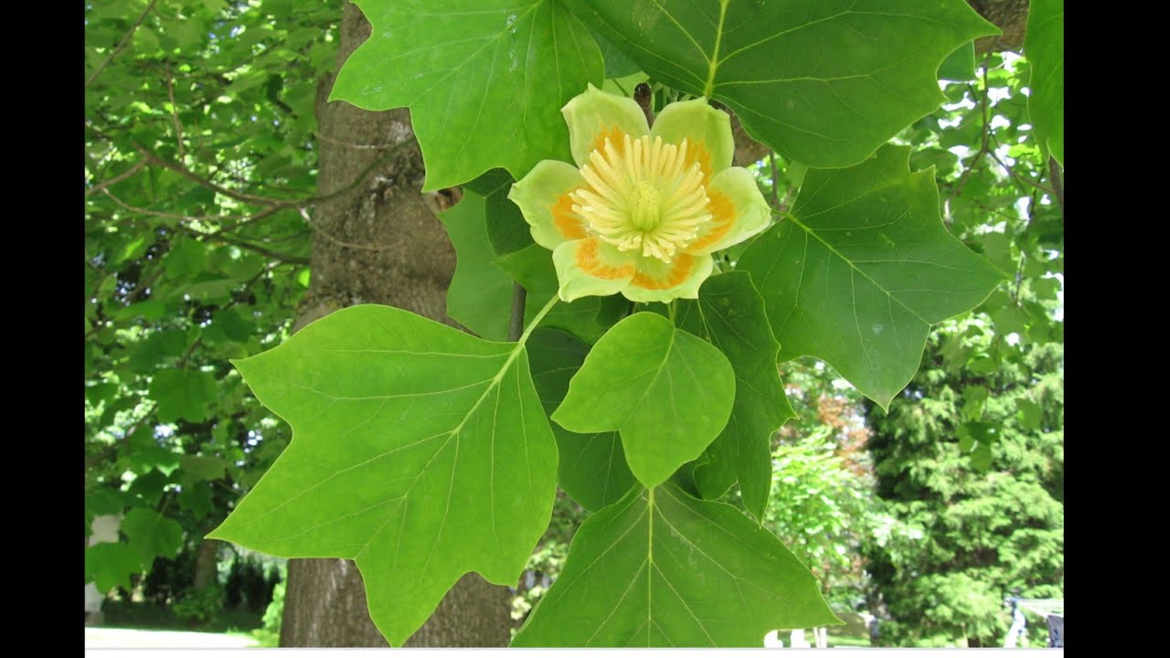 Trees Of Indiana YouTube trees-of-indiana-youtube