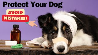 Avoid These 10 Mistakes That Reduce Your Dog s Lifespan