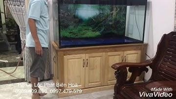 Hồ cá rồng lắp đặt tại phừong Tân Phong  - Biên Hoà