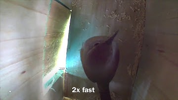 Can you count how many nest boxes a House Wren  visited this morning