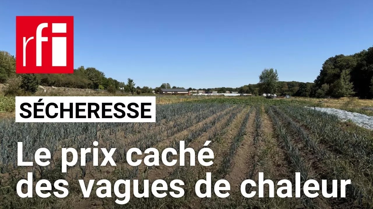 Sécheresse : en Europe, les canicules s'enchaînent et leur coût reste difficile à mesurer