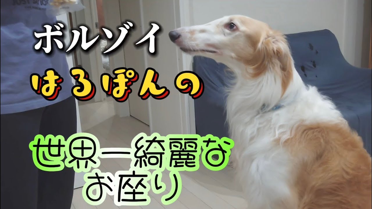 大型犬と暮らしてみたい人必見】ボルゾイはるぽんの普段の日常 - YouTube