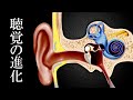 【ゆっくり解説】聴覚の進化　魚類→哺乳類まで