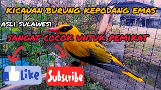 KICAUAN BURUNG KEPODANG EMAS JANTAN ASLI SULAWESI (SANGAT COCOK UNTUK PEMIKAT )