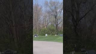 Christ-like image on Tree in Greenfield Ohio cemetery.
