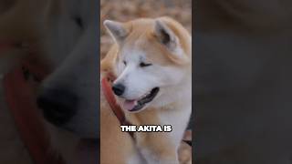 akita dog  akita inu ❤ dog breed