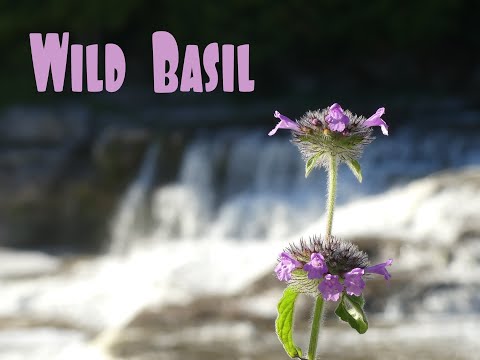 Wild Basil - Identification, Traditional Use, Habitat & More!
