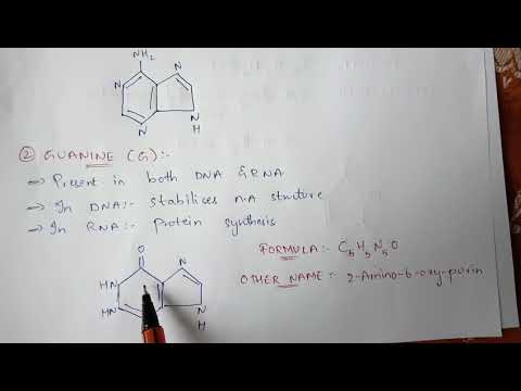 N2- baser || NITROGENBASER (PURINER OG PYRIMINDINER) || BIOTEKNOLOGI || AV PHANINDRA GUPTHA