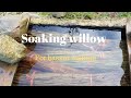 Preparing willow for basket making: Soaking