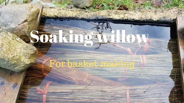 Preparing willow for basket making: Soaking