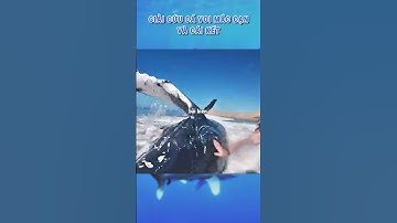 GIẢI CỨU CÁ VOI MẮC CẠN VÀ CÁI KẾT