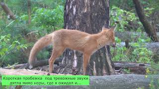 У Лисьей Норы Часть 5. At The Fox Hole Part 5