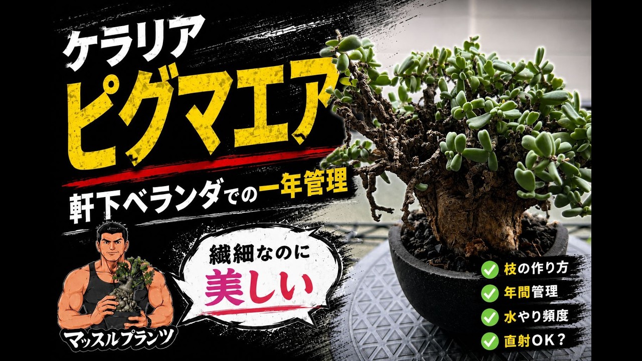【現地球／発根済】小さな巨人/バオバブフォーム ピグマエア Ceraria pygmaea | One Year of Care on the Veranda under the Eaves