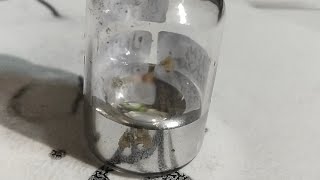 Untalan Raksa Olahan Guru Bandi dan Penjelasan nya