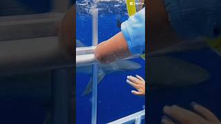 🦈 REAL SHARK CAME TO OUR CAGE! 😱