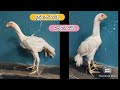 Parrot Beak Long Tail Chicks | 9963278049 | Video 1124 | Rythu Market 1