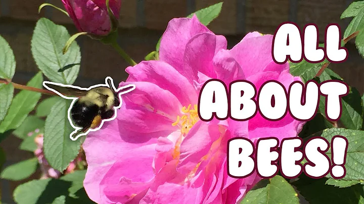 ALL ABOUT BEES! ft. jason, jesse, & sky!