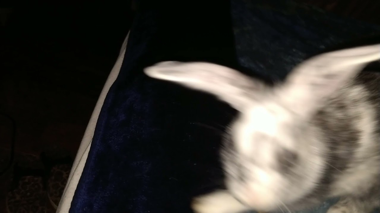 Bam Bam baby Johnny boy!* " Girl "