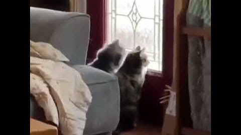 introvert vs extrovert | Cat Addiction