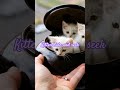Playful Kitten Hide &amp; Seek 🐾💖 #ytshorts #funny #trending #cute #viral #cat #shortsfeed