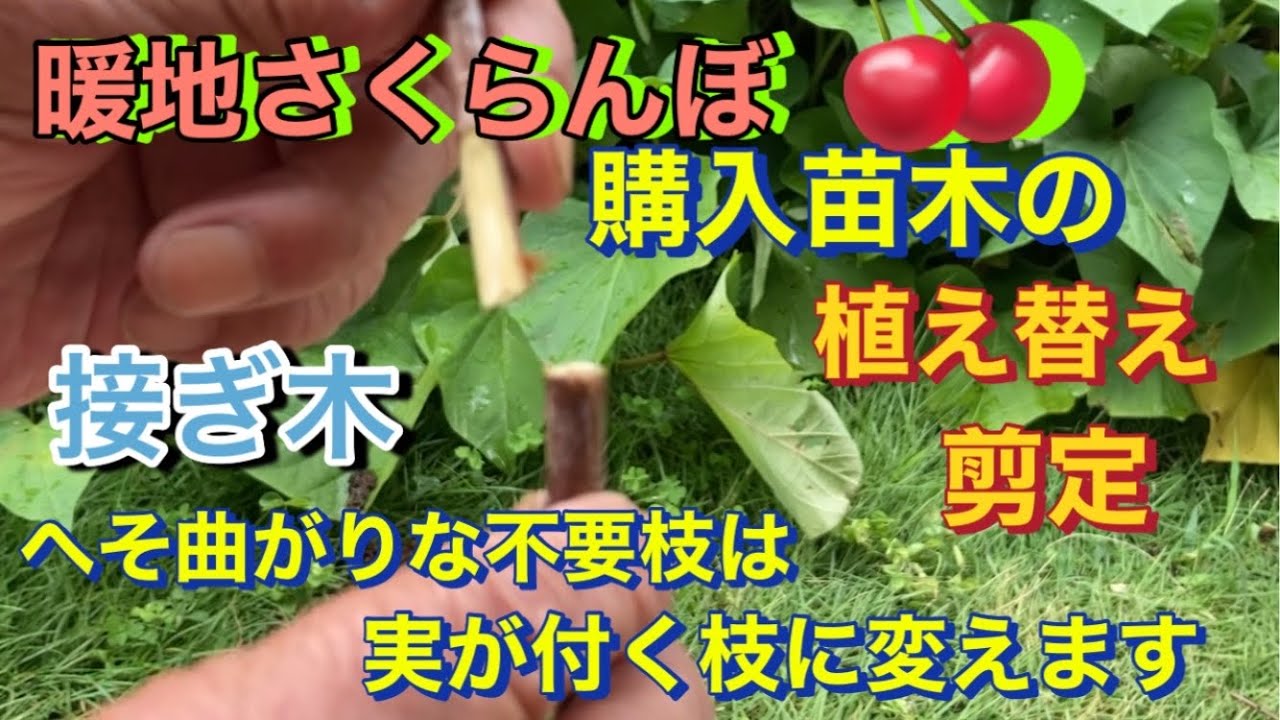 暖地さくらんぼ、購入苗木の植え替え、剪定、接ぎ木】へそ曲がりな不要