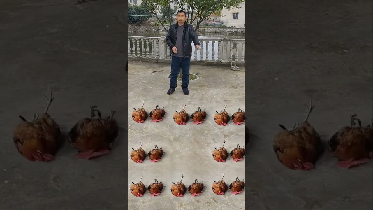 Длинный обученный куриный тестовый образец ждет