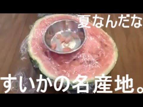 すいかの名産地とチャイクレのウィルちゃん。