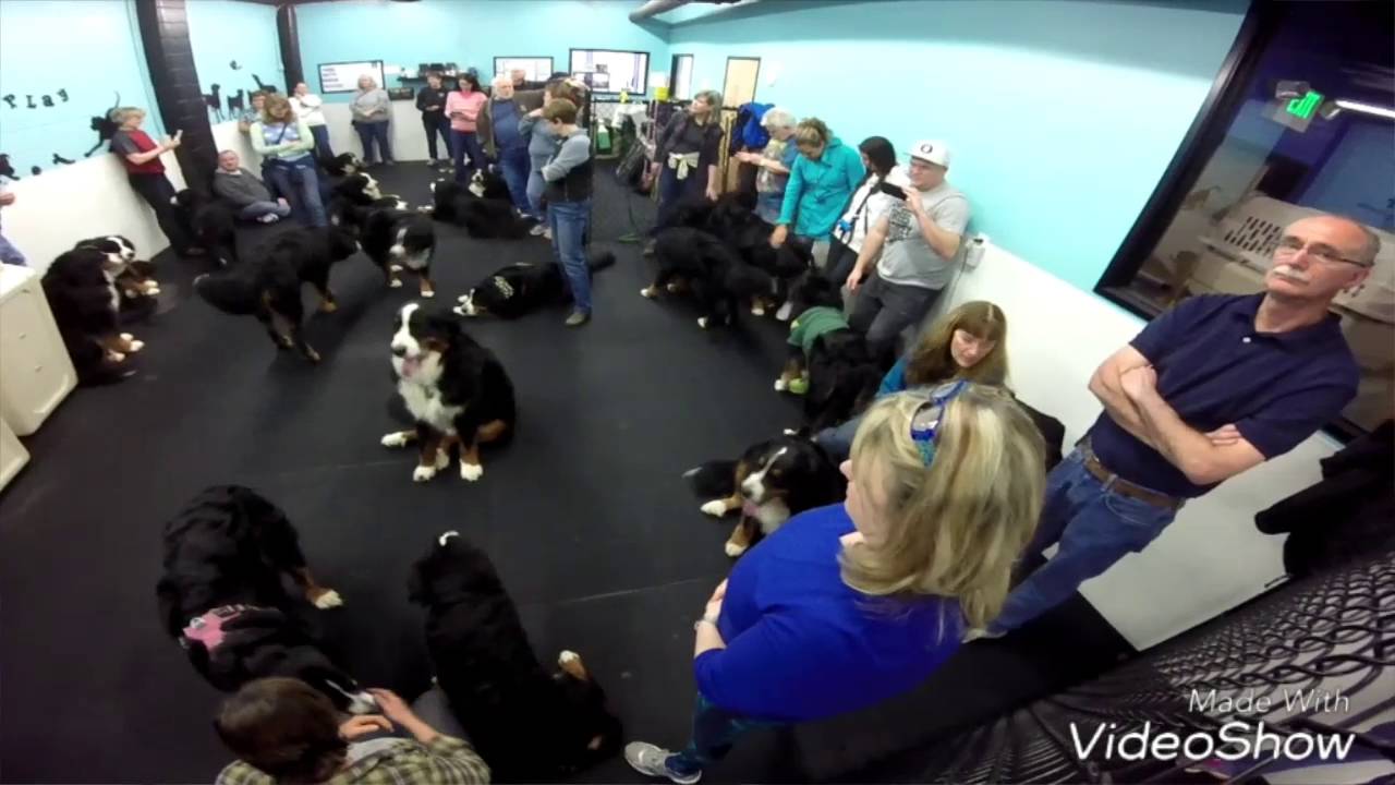 Bernese Mountain Dog Meetup Near Me Bernese Mountain Dog Meetup Near Me