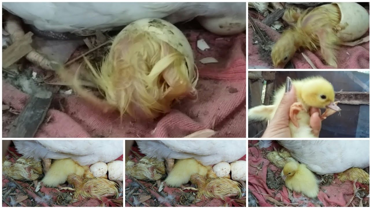 ลูกเป็ดบาบารี่กำลังออกจากไข่/เลี้ยงลูกเป็ดอย่างไรให้รอด/แบบฉบับบ้านสวนฟาร์ม