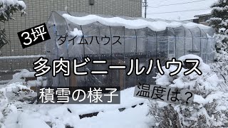 多肉ビニールハウス　雪が積もった日の様子