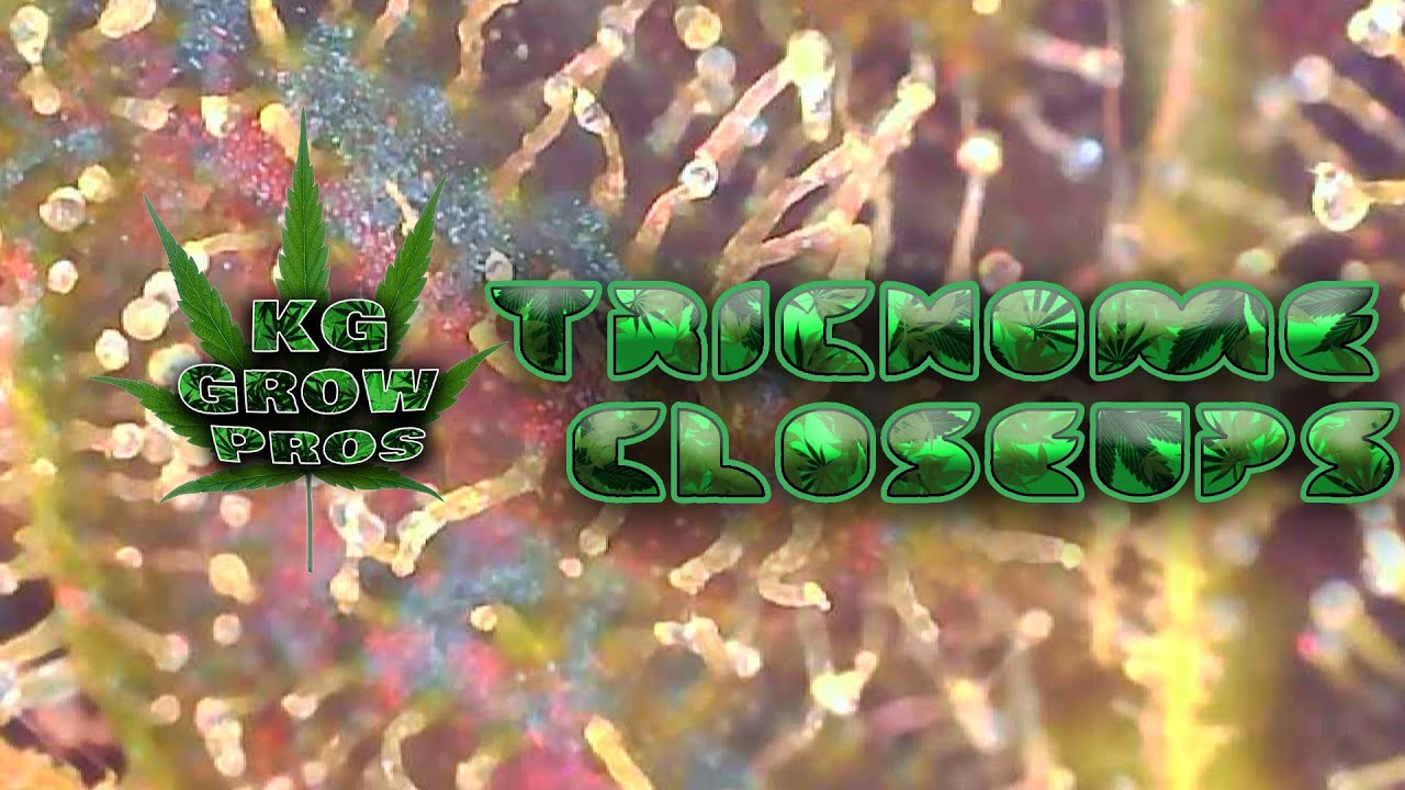 Trichome Closeups!