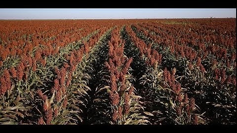 Sugarcane Aphid Management - Late Season Infestation