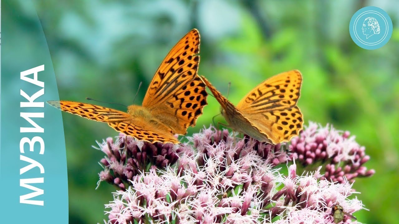 Танцът на пеперудите - музика за медитация и природни снимки - от приятелите на Бруно Грьонинг