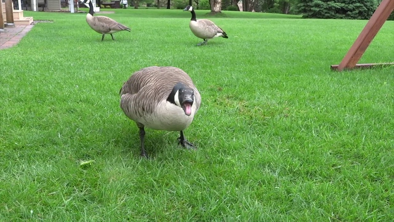 Obedience Training For Geese Youtube