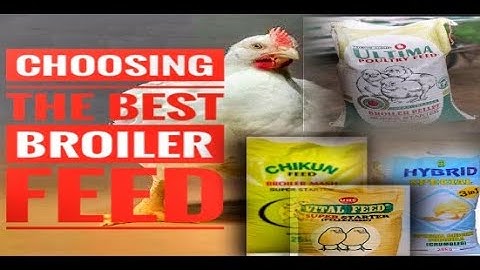 How to choose the best broiler feed: Ultima, Vital, Hybrid, Chikun, Supreme, Nutria, Champion