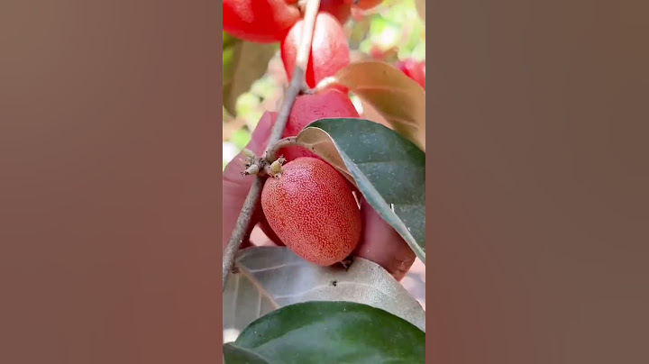 Goats milk fruit a snack when I was a child#Goats milk fruit #Natures bounty #None