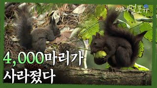 청설모 4,000마리가 사라졌다? 야생동물과 인간의 공존은 가능한가 | KBS 환경스페셜 070117 방송