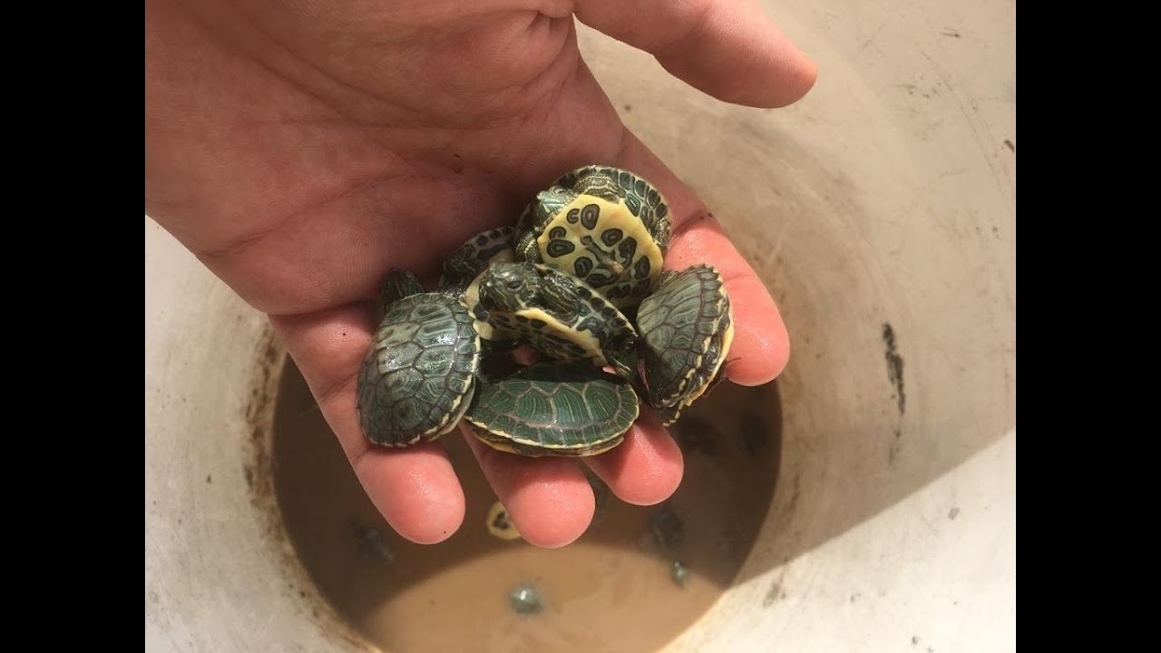 Tortugas bebe de agua