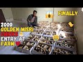 Finally 2000 golden misri chicks bhi agaye farm pr  golden misri farming at home small scale