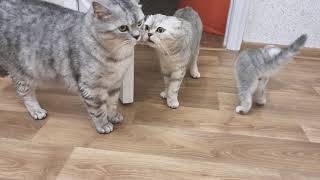 Cats and kittens meet owners from vacation