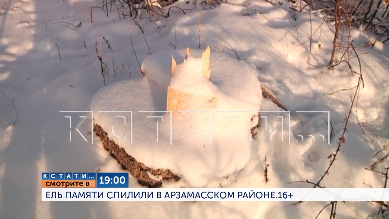 Смотрите сегодня в 19.00 на "Че":  Ель Памяти спилили в Арзамасском районе