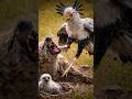 Hyena Attacks Secretary Bird Chick — Instantly Regrets It! | Brutal Kicks