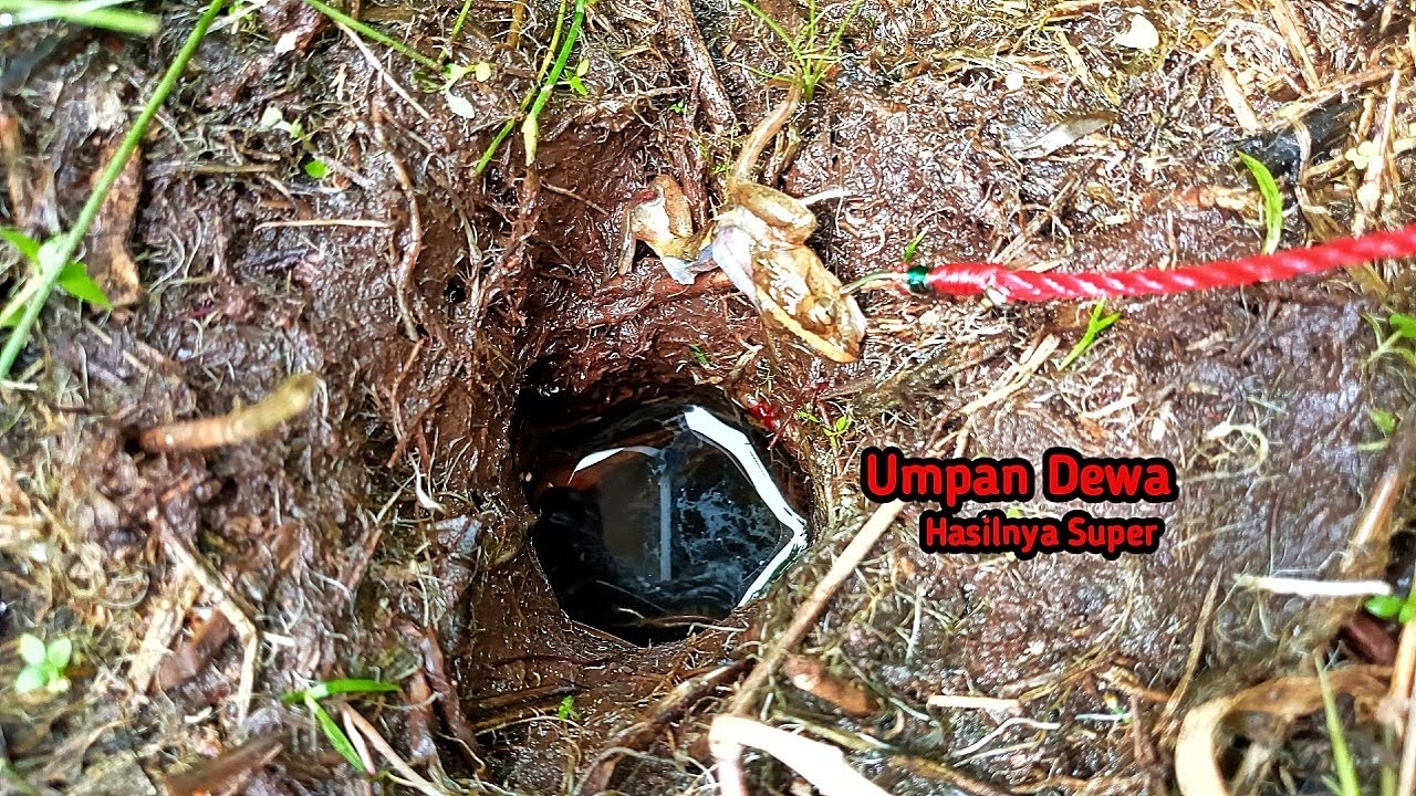 UMPAN MANCING BELUT BESAR BAGUSNYA MEMANG KATAK AUTO PASTI STRIKE