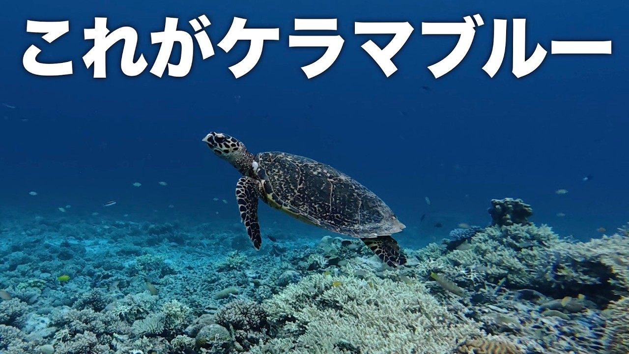 座間味島②】ケラマブルーの楽園でウミガメと泳ぐシュノーケリング