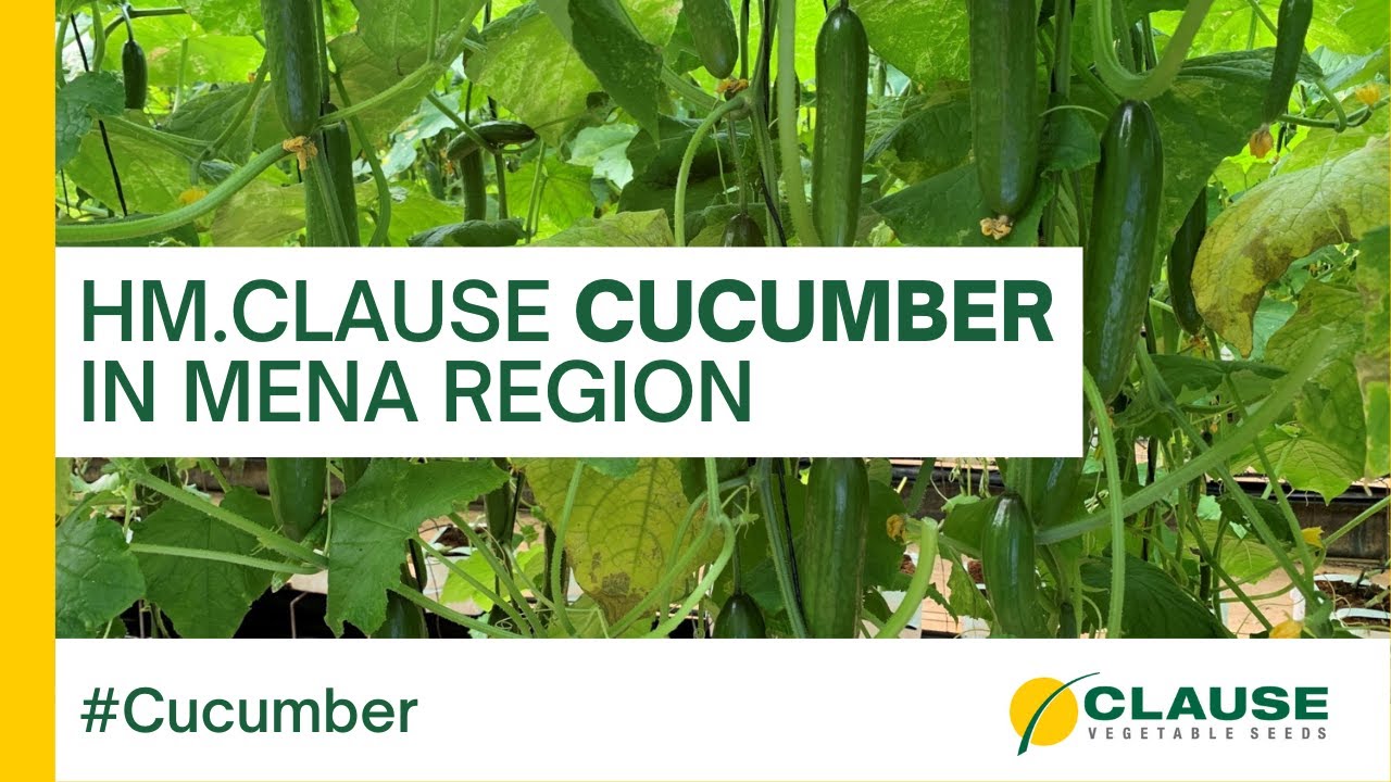 HM.CLAUSE Cucumber varieties received great appraisal from our customers - 