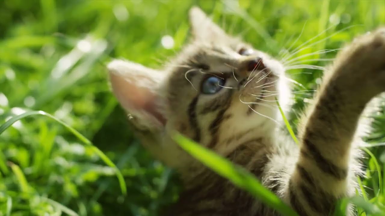 Stock Music Vol. I - Cat Music