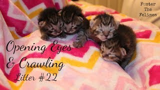 Kitten Opening Their Eyes & Crawling 😺 Foster Kittens Litter #22