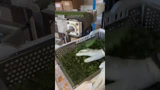 candy production process #shorts