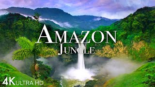 Amazon Jungle 4K - The World’s Largest Tropical Rainforest | Jungle Sounds | Scenic Relaxation Film by Scenic Scenes 315,422 views 7 months ago 30 minutes